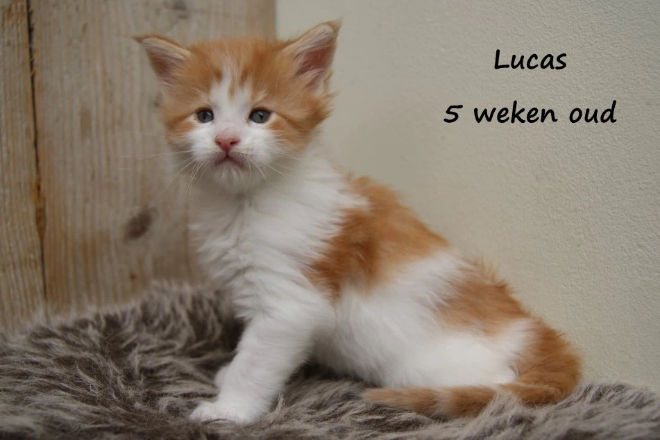 Lucas